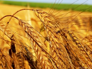 Spighe di grano